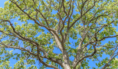 Majestic Oak