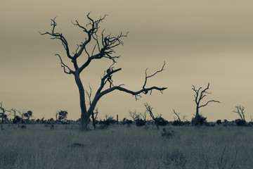 Landscape with dead tree in Kruger National Park artistic conver