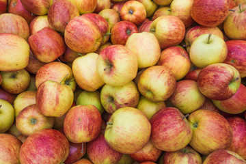 fresh red and yellow apples.  Group of apples