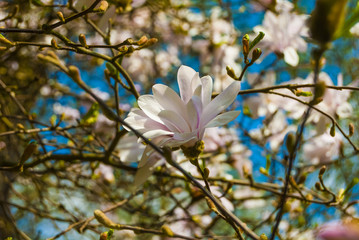 Magnolia, Europe, Sprong, Poland 