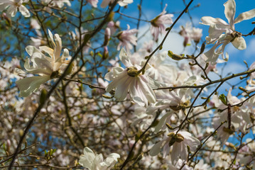 Magnolia, Europe, Sprong, Poland  © DawidDobosz