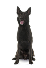 dark dutch shepherd