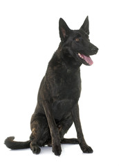 dark dutch shepherd