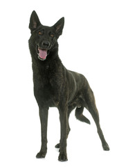 dark dutch shepherd