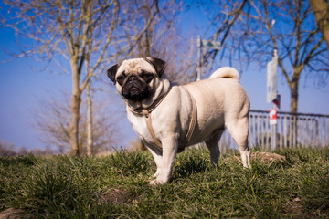 Obraz premium Pug dog