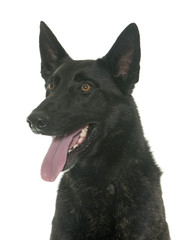 dark dutch shepherd