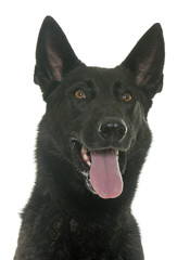 dark dutch shepherd