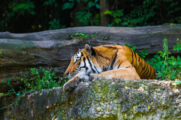 Tiger in forest