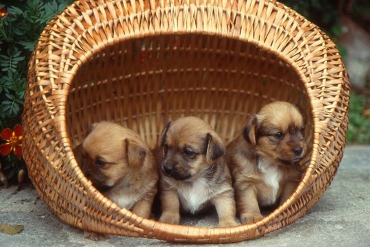 Cuccioli 1994