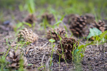 Conifer cones on the ground