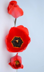 Fototapeta premium Красные тюльпаны