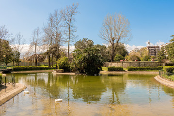Fototapeta na wymiar Little lake with ducks in an urban public park, Italy