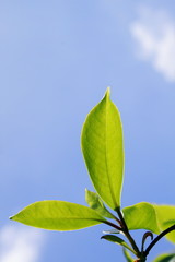 青い空と緑の若葉