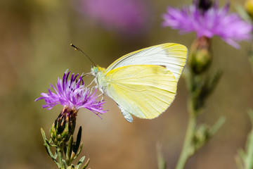 Small Cabbage White