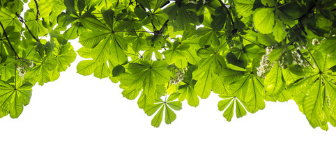 Fototapety  Zielone liście kasztanowca na białym tle, obramowanie