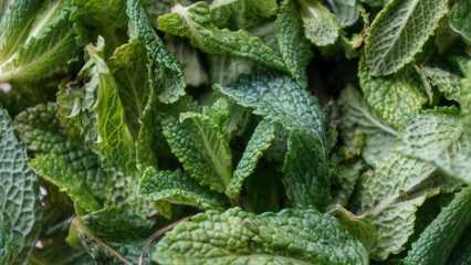 Natural green mint leaves closeup