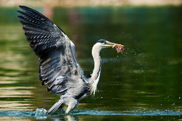 Grey heron takes off