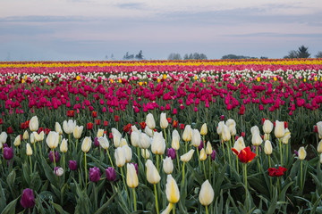 Tulip Field 02