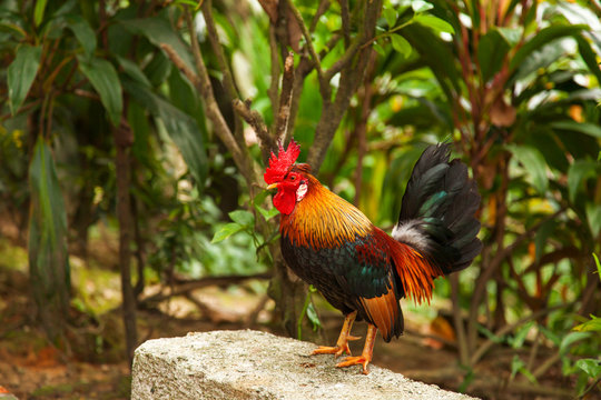 Rooster. Bird with bright feathers. Natural background.
