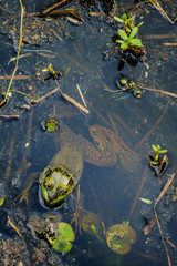 Florida Bog Frog
