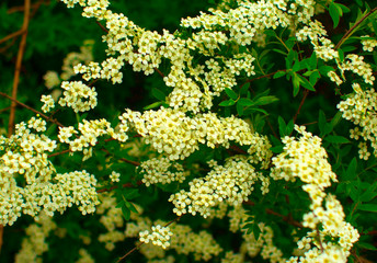 Flowering Bush in the spring