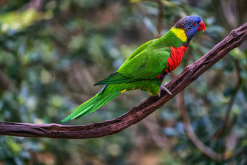 Rainbow Lorikeet 