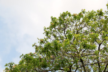 tree and sky 4247
