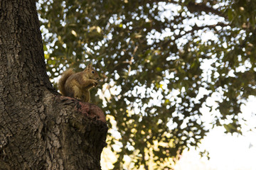 squirrel on tree