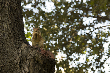 squirrel on wood