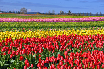 Field of colorful spring tulips