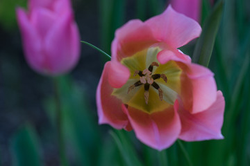 Pink Tulip