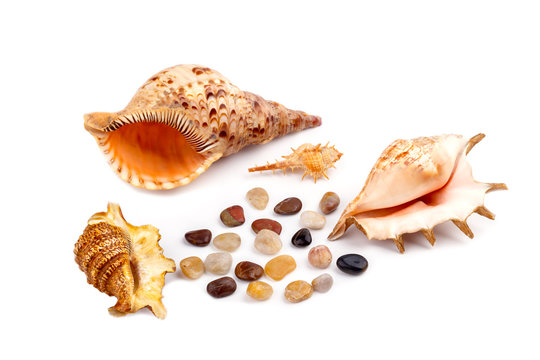 Sea shells and stones