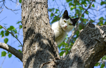Cat standing on tree isolated
