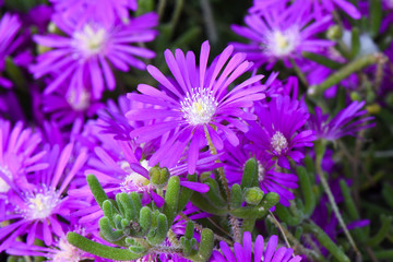 Obraz premium Purple flower pattern