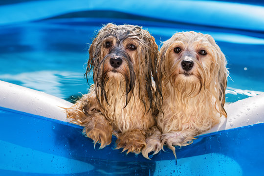 Two cute havanese dog rely on the edge of an inflatable pool