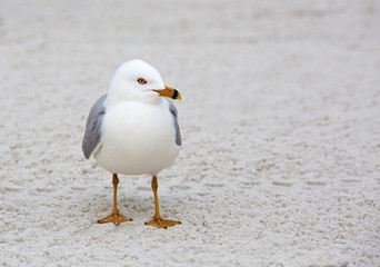 Fototapeta premium Ring Billed Gull (Larus delawarensis) standing on a sandy beach.