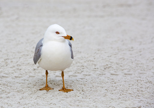 Ring Billed Gull (Larus delawarensis) standing on a sandy beach.