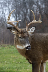 Injured 8 point whitetail buck deer.
