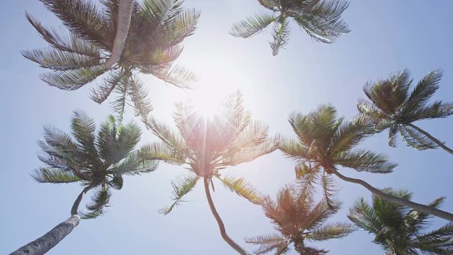 Tropical palm trees against blue sky background - beach vacation summer concept. Upward view of tall flowing trees in the fresh breeze against a sun flare in the Caribbean - exotic destination.