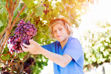 Boy in vineyard
