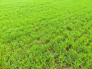 Field of young green wheat on spring