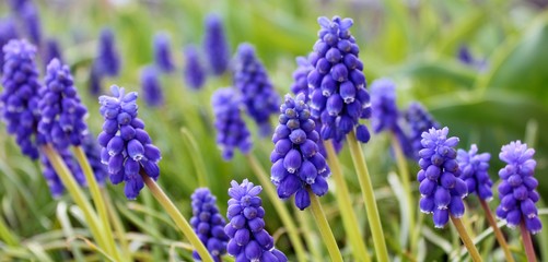 Blue grape hyacinths at springtime