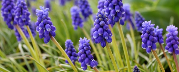 Blue grape hyacinths at springtime