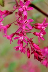 Beautiful redflower currant, ribes sanguineum, blooming in the early spring