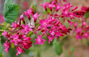 Fototapeta premium Beautiful redflower currant, ribes sanguineum, blooming in the early spring
