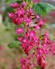Beautiful redflower currant, ribes sanguineum, blooming in the early spring