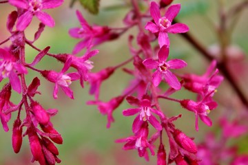 Beautiful redflower currant, ribes sanguineum, blooming in the early spring