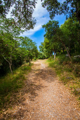 Fototapeta na wymiar Forest trail in the mountains of Sicily