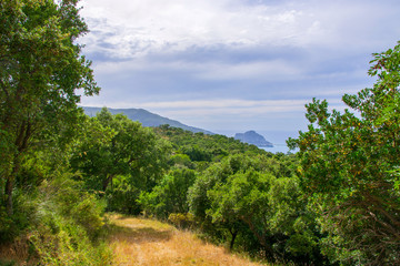 Fototapeta na wymiar Beautiful forest trail along the coast of Sicily