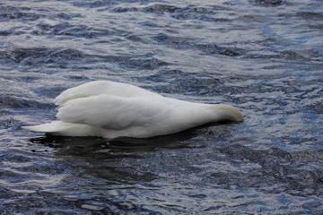 Fototapeta premium Swan with head down feeding.